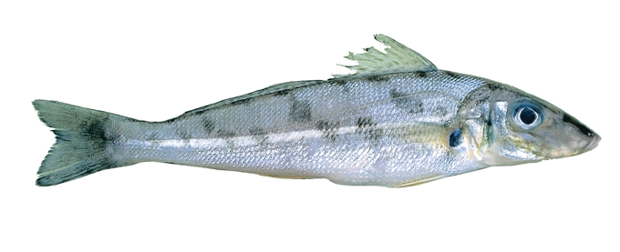 Fish ID – Know your whiting